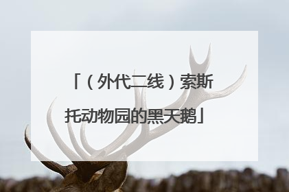 （外代二线）索斯托动物园的黑天鹅