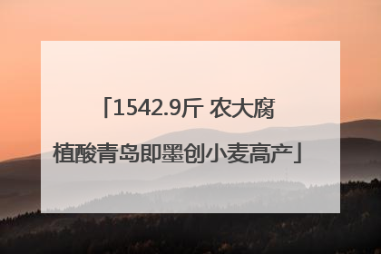 1542.9斤 农大腐植酸青岛即墨创小麦高产