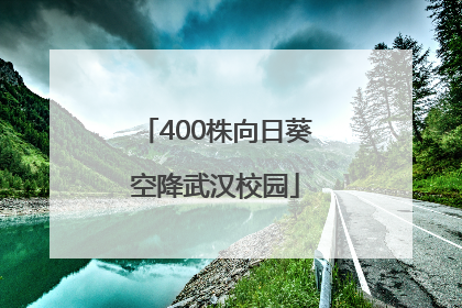 400株向日葵空降武汉校园